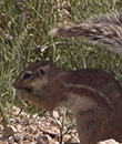 L’écureuil du Cap