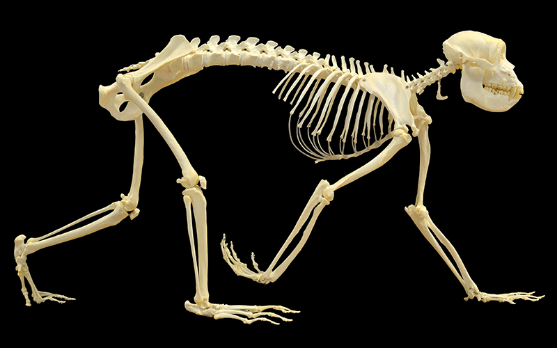 Отделы скелета млекопитающих животных. Скелет млекопитающих животных. Скелет млекопитающегося. Строение скелета млекопитающих. Класс млекопитающие скелет.
