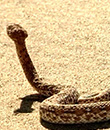 Le serpent des sables